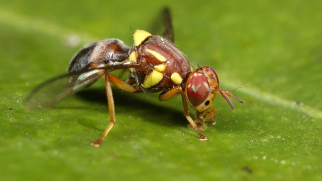 A fruit fly larvae has been found in a nectarine in Launceston.