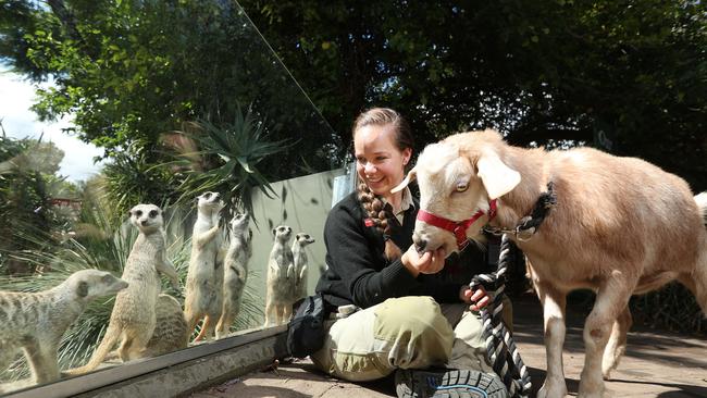 Adelaide Zoo senior keeper and presenter Michelle Birkett with Jax visiting the meerkats on their walk through the zoo for enrichment during COVID shutdown. Picture: Tait Schmaal