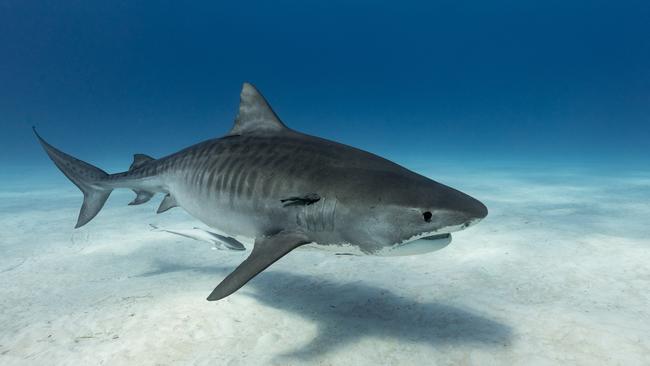 A tiger shark.