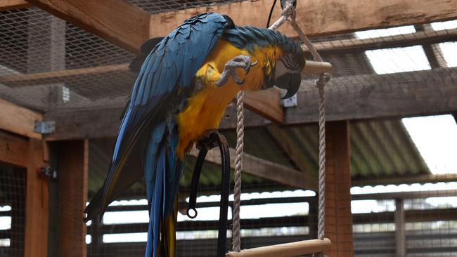 The Warrnambool Show had a variety of different animals for everyone to see.