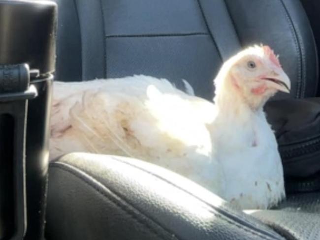 ‘Not dying today’: Brave chook saved jumping from truck en route to factory 