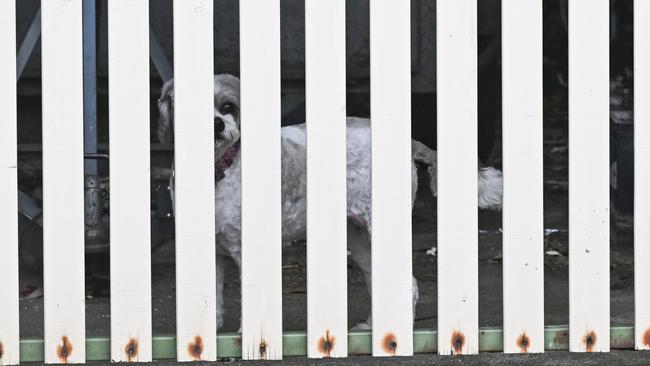 A dog, believed to belong to the charged man, at the crime scene on Monday morning. Picture: Brenton Edwards