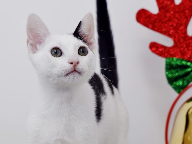 Croissant the Domestic Short Hair. Picture: Sam Ruttyn