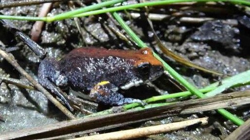 Magnificent Brood Frog. Photo: Aecom/Neoen Australia