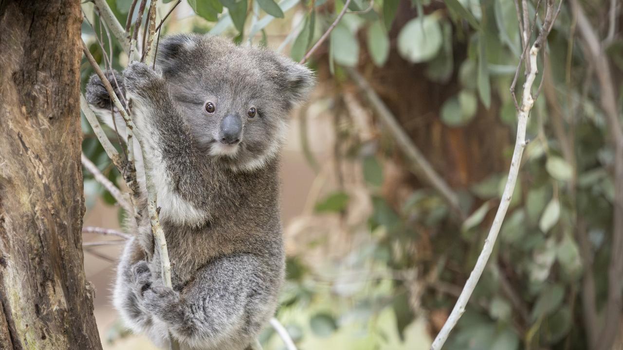 The summit was created to bring together public and private sector investment to meet a global target of $US200bn in nature repair spending by 2030. Picture: Zoos Victoria