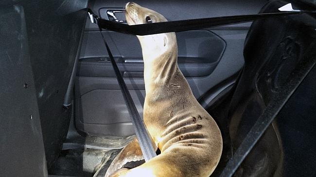 Sea lion arrested, taken ‘home’