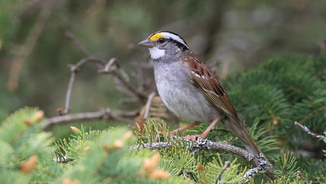 The white-throated sparrow. Picture: AFP