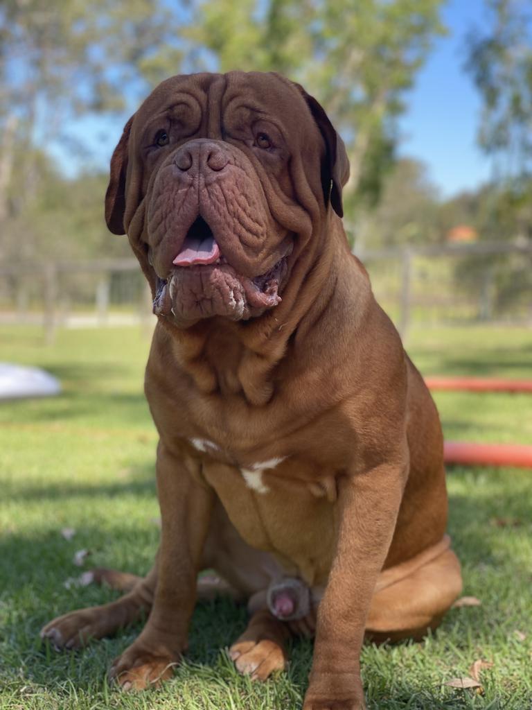 Ronnix Smith – Ronnix is a 2-year-old Dogue de Bordeaux. He is a big ball of drool and wrinkles. He is my big friendly giant weighing 65kgs. He’s a big teddy bear who loves to sit on my lap and give me cuddles.