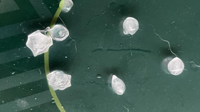 Rare tropical hail has been reported in the Edmonton as the BOM issued a severe thunderstorm warning. Picture: Douglas St John