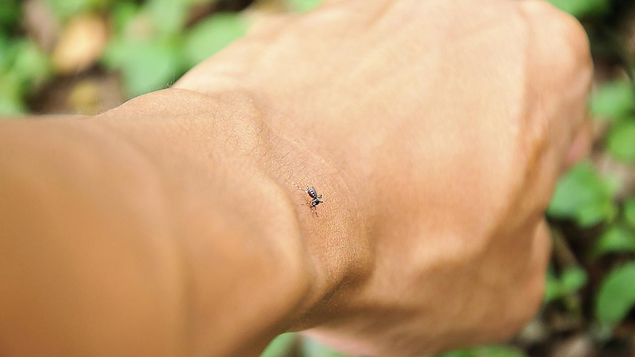 The number of Ross River cases has skyrocketed in Queensland in recent years.