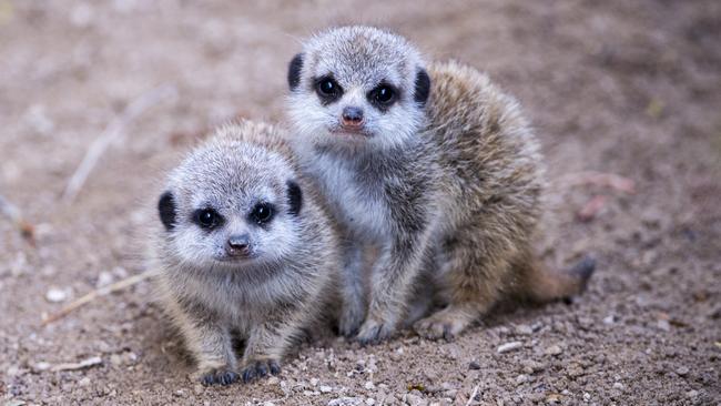 Baby meerkats at Adelaide Zoo. Picture: Adrian Mann