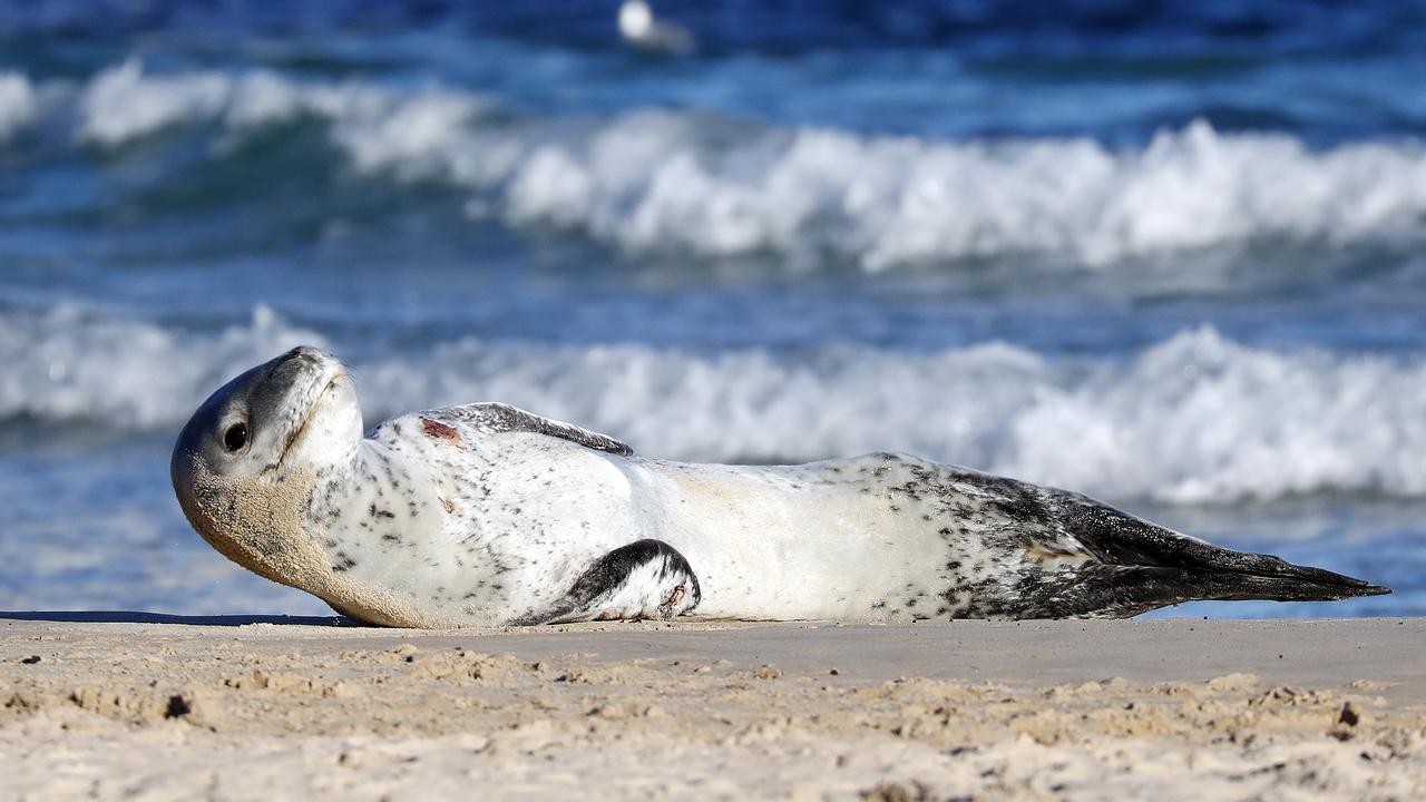 Leopard seal spotted sunbathing at North Bondi | Daily Telegraph