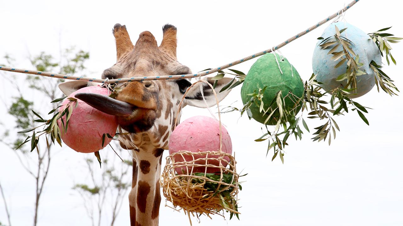 Easter enrichment treats were handed out to some of Taronga Zoo's residents in time for the Easter long weekend. The giraffe Jimiyu gets his enrichment inside paper eggs. Picture: Toby Zerna