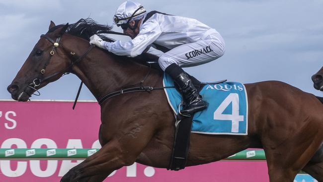 Gogol was one of the horses found to have EPO in its system in the 2022 Ramornie Handicap at Grafton. Picture: Greg Irvine—Magic Millions.