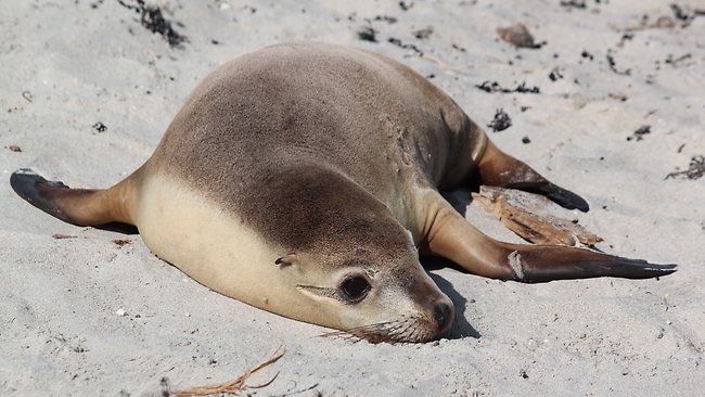 kangaroo island escape dec 22