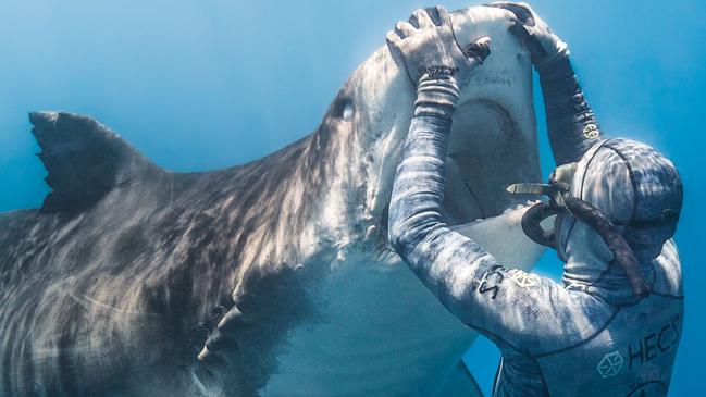 French freediver Pierrick Seybald as he interacts with a tiger shark in the waters north of Tahiti, French Polynesia. AFP PHOTO / CAMERON GRANT PHOTOGRAPHY