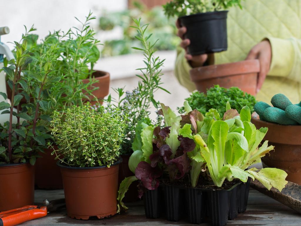 Lettuce and many herbs can be picked as needed.