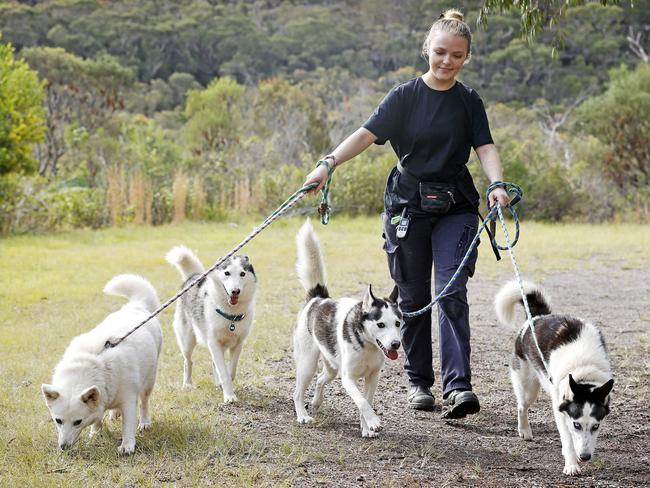 Monika's Doggie Rescue handler Olivia Wright gives a walking on a lead lesson to a group of huskies that are waiting for new homes. Picture: Tim Hunter.