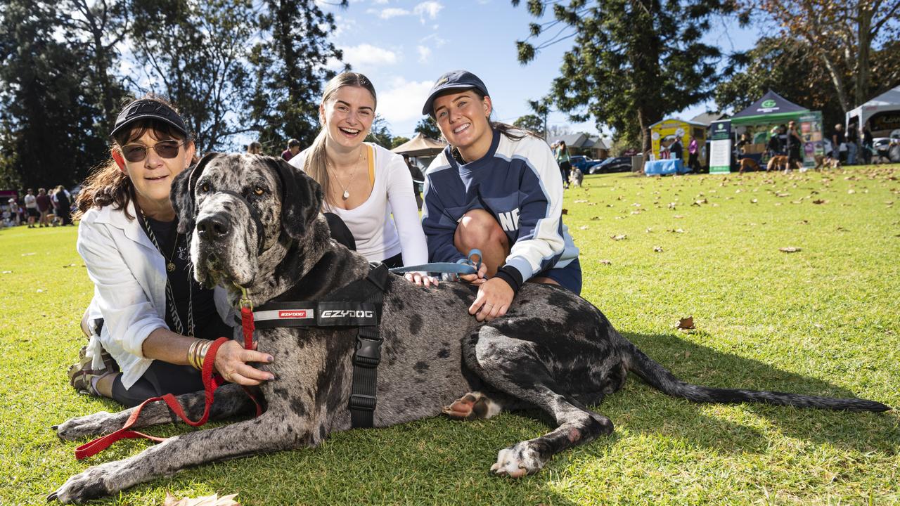 Cooper is ready for his walk with (from left) Sue Giacomantonio, Sydnie Coulston and Savannah Kleidon at Toowoomba's Million Paws Walk at Queens Park, Friday, May 24, 2024. Picture: Kevin Farmer