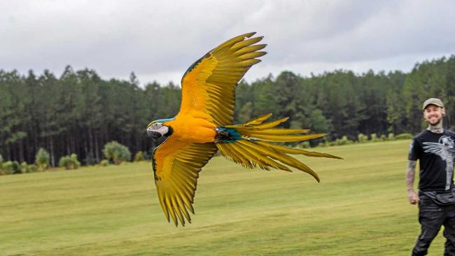 FREE: Tyson Evans has raised Mac the macaw from egg to free flight. Picture: Oakey & Crew