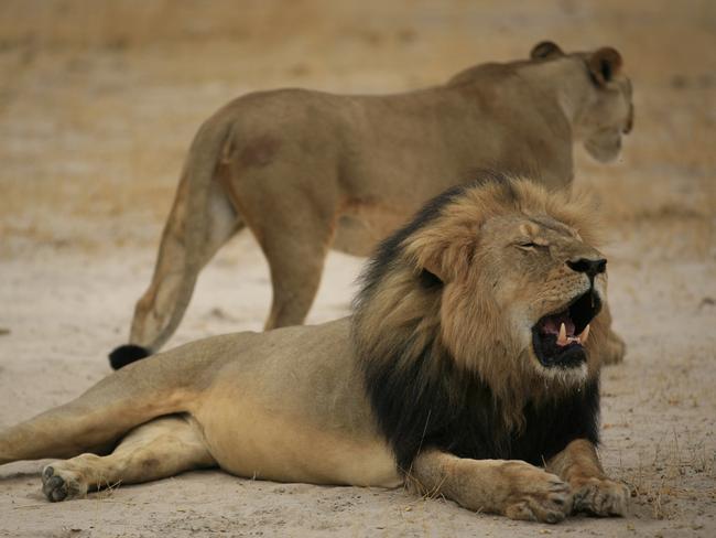 In danger ... Lions are becoming an endangered species due to poaching. Picture: AFP/ Zimbabwe National Parks