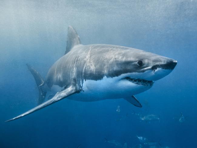 A Great White Shark has been sited this morning at Haunted Bay, Maria Island.  PIC: SUPPLIED - GENERIC.