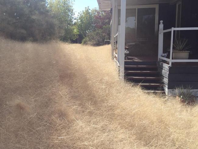 Leanne says her tumbleweed problem is out of control.