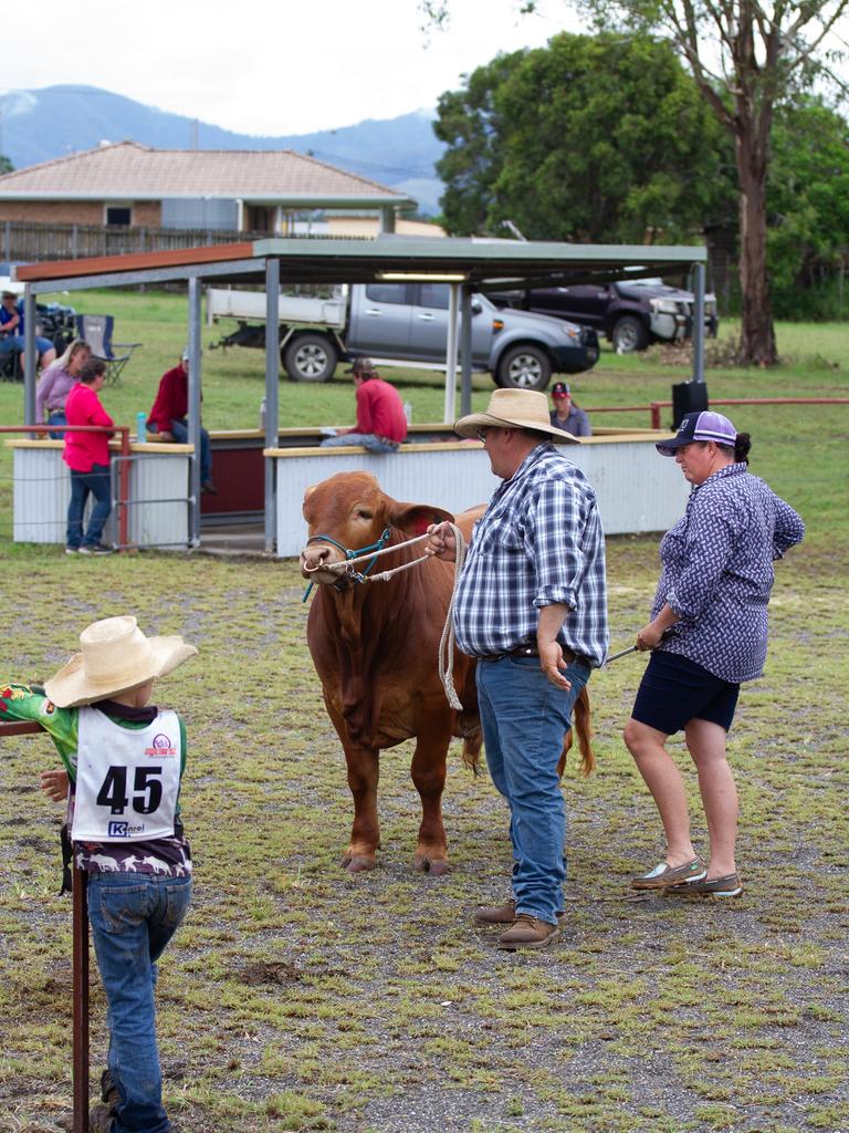 Campers were given lessons on how to walk and stand cattle during shows.