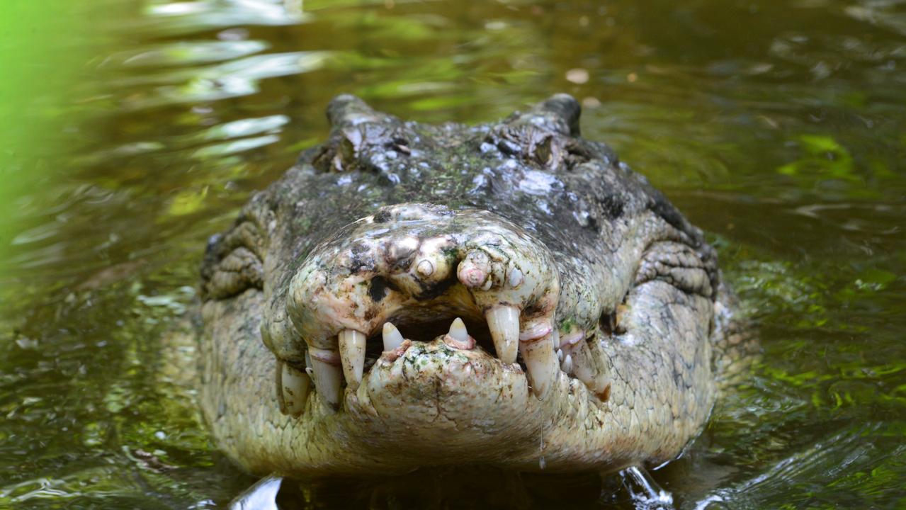 Two men have been attacked by a crocodile in WA. Picture: iStock