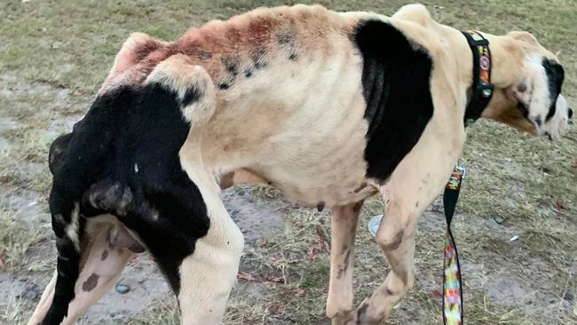 Leo weighed just 22kg when he was dumped at a pound in rural New South Wales and taken to Queensland.