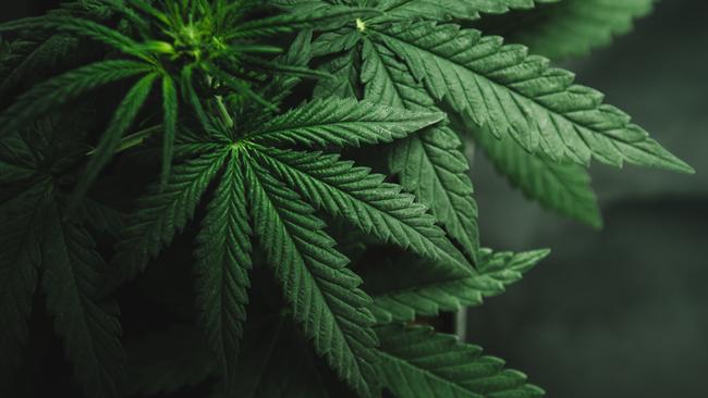 A majority of Territorians believe the possession of cannabis for personal use should be legalised in the NT, according to an online reader poll. Picture: iStock