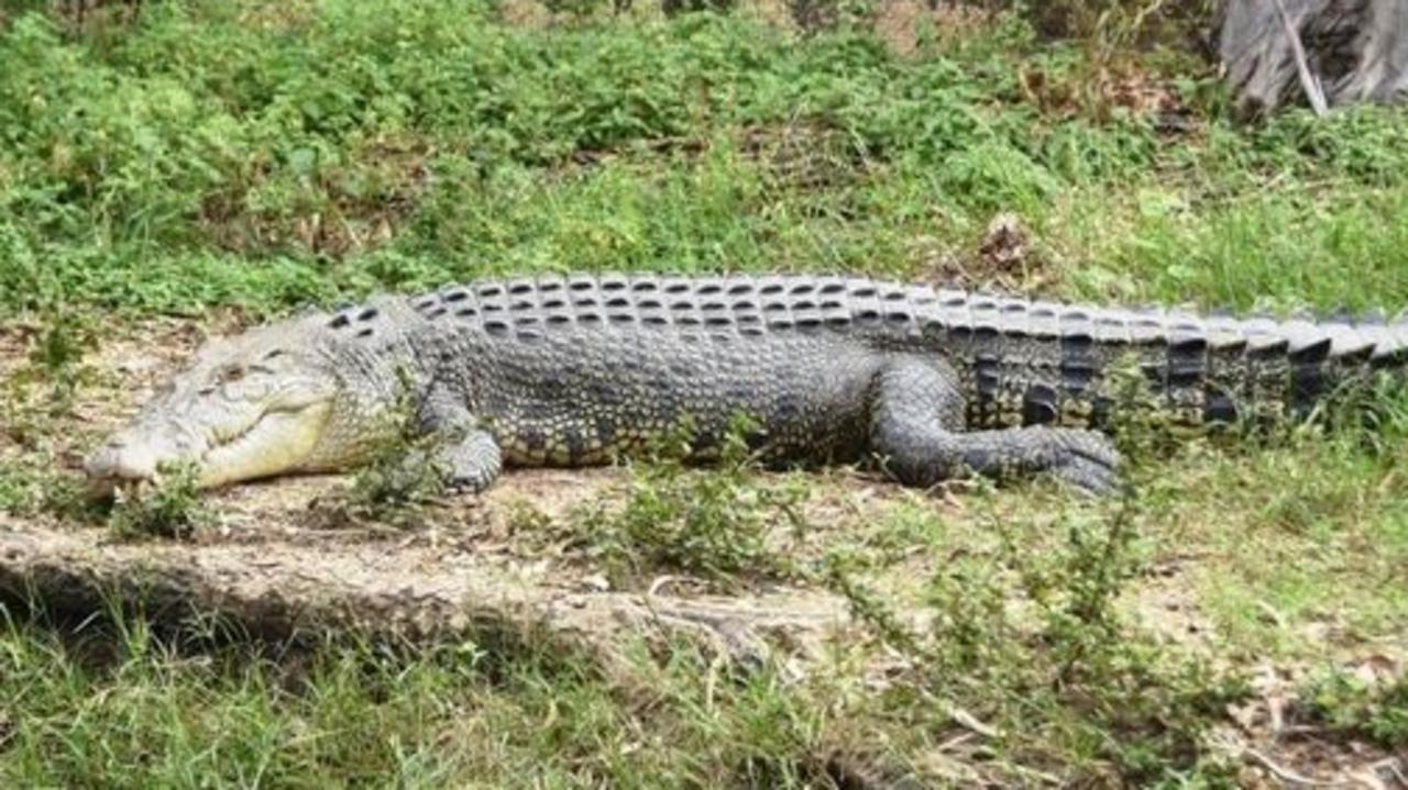 Visitors evacuated from Billabong Sanctuary after crocodile escape ...