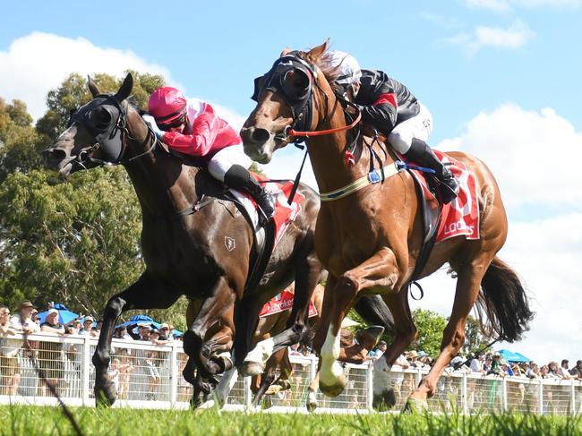 Eloped ridden by Theodore Ladd (GB) wins the O'Connell Motors Foster Class 1 Handicap at Stony Creek Racecourse on December 29, 2023 in Stony Creek, Australia. (Ross Holburt/Racing Photos via Getty Images)