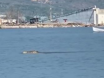 Matt Wright is still trying to capture the crocodile with a tyre stuck around its neck in Indonesia. Picture: INSTAGRAM