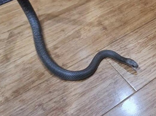 This eastern brown snake found its way into an Athelstone house. Picture: Snake Catchers Adelaide