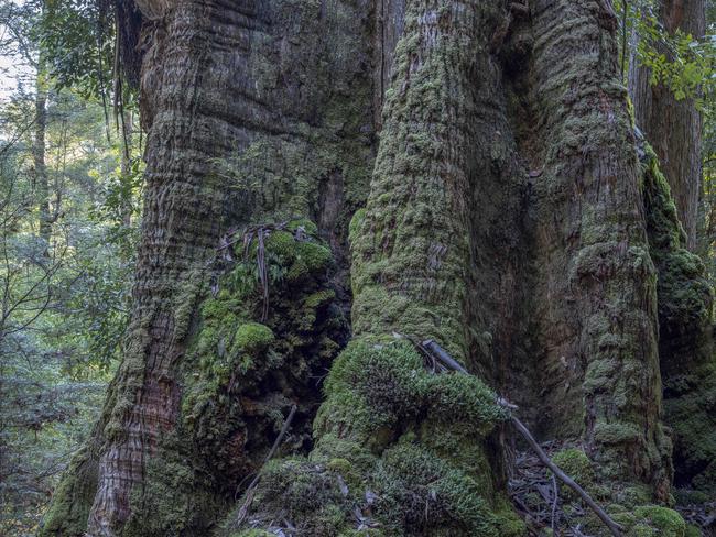 Native forest near Meunna, in Tasmania's Takayna / Tarkine region, due to be logged. These forests were not included for protection in the 2012 forests peace deal. But with trade-off national parks never delivered in full under the deal, even more moderate green groups are now dropping support for the agreement and demanding an end to all native forest logging. Picture: Bob Brown Foundation.