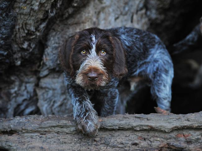 The breed of dog involved in the attack is a German wire-haired pointer.