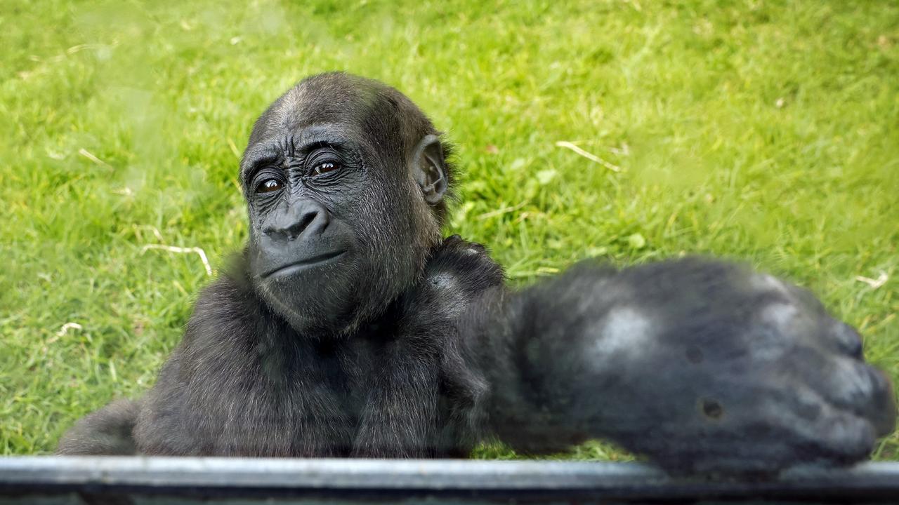 Two-year-old juvenile gorilla Kaius smiles for the camera at Mogo Wildlife Park on the South Coast of NSW. Picture: Sam Ruttyn