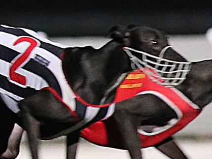 Greyhounds at Albion Park Brisbane. Marc ROBERTSON -