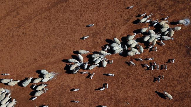 Thousands of farmers along the Murray River will be able to access up to 100 gigalitres of water at a discounted rate under a new deal struck between the federal and SA government. Picture: AAP