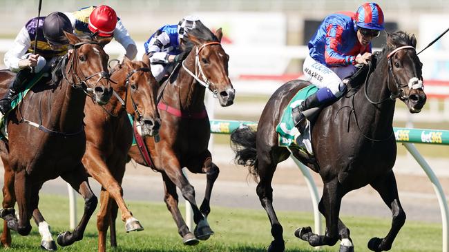 Prince Of Arran is rated a $26 chance to win the Melbourne Cup at his third attempt.