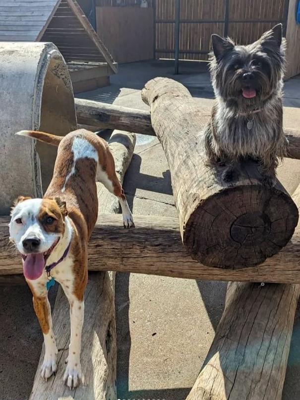 Doggy daycare fun at Barkley Park in Kedron. Picture: instagram.com/barkleypark