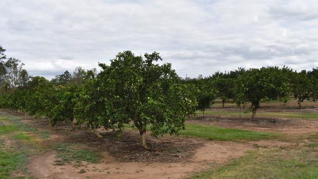 If the orchard was to sell, the new owners would have the option to carry out the caravan park idea themselves. Photo: Kristen Camp.