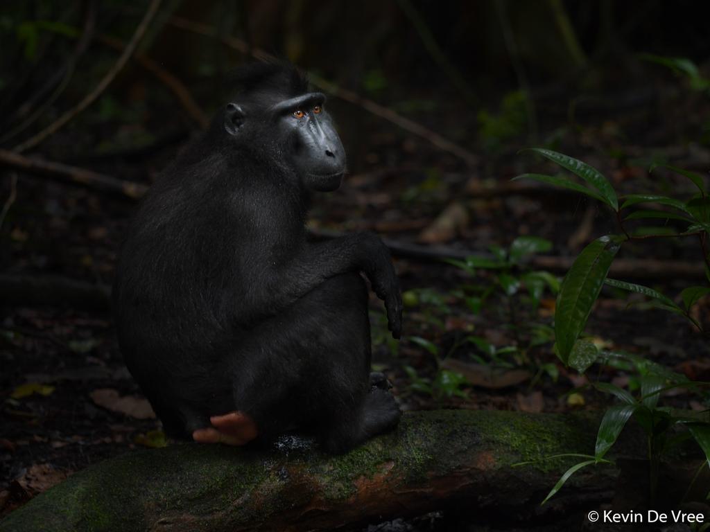 Threatened Species runner-up: Celebes Crested Macaque, North Sulawesi Indonesia. Picture Kevin De Vree/2020 Australian Geographic Nature Photographer of the Year Awards