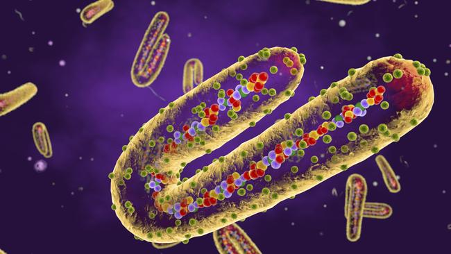 Marburg virus, cut-away illustration. This tubular RNA (ribonucleic acid) virus causes Marburg haemorrhagic fever in humans and non-human primates. Symptoms of the disease include fever, muscle pain, rash, diarrhoea and haemorrhage. The virus was first documented in 1967 in laboratories in Marburg and Frankfurt in Germany, and in Belgrade in Yugoslavia.