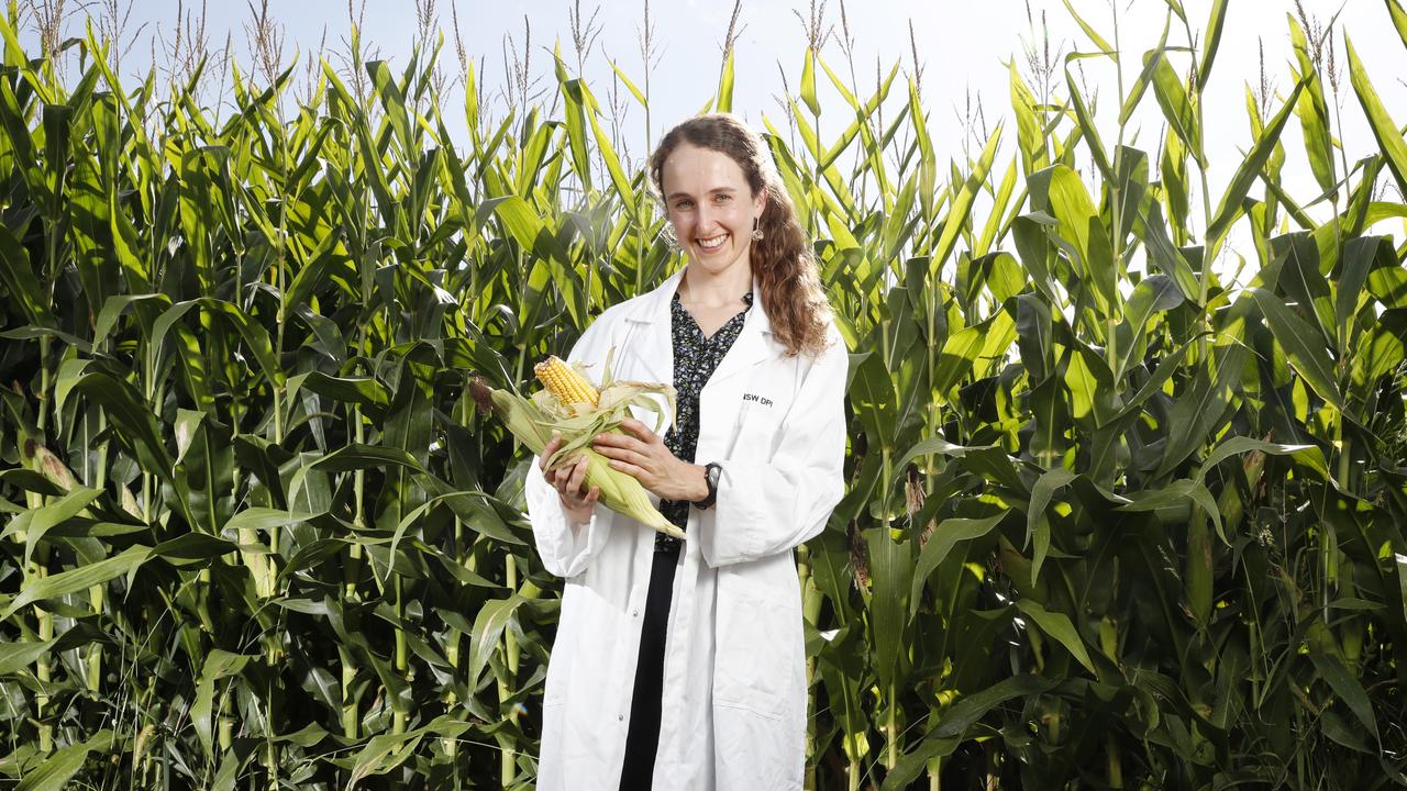 Plant pathologist Sophia Callaghan in a field of corn at the Elizabeth Macarthur Agricultural Institute in Menangle. Picture: Jonathan Ng