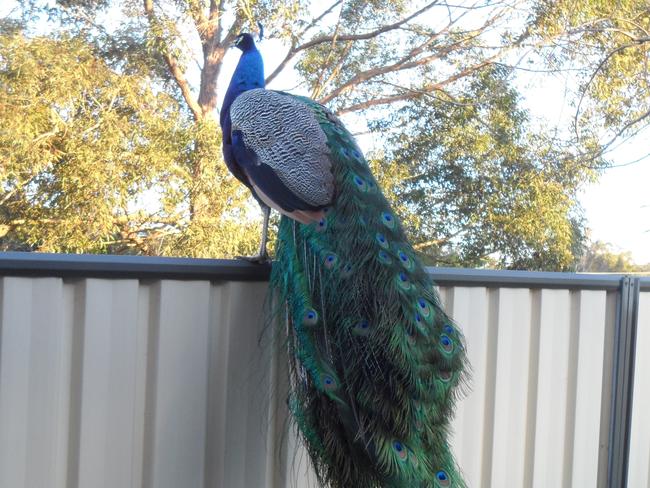 Male peacock in Coachwood Drive, Ourimbah taken by resident Trevor Carrol.