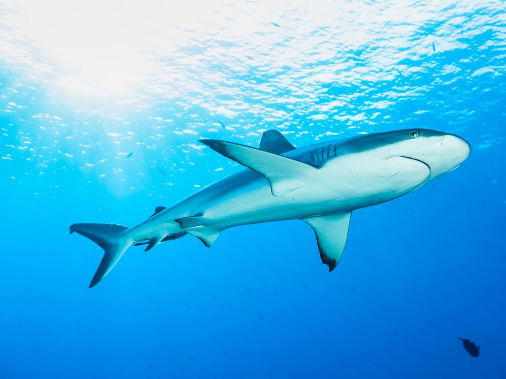 Sharks continue to be a threat across Queensland.