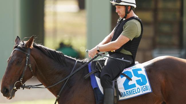 Vets ruled out Marmelo from this year’s Melbourne Cup. Picture: AAP