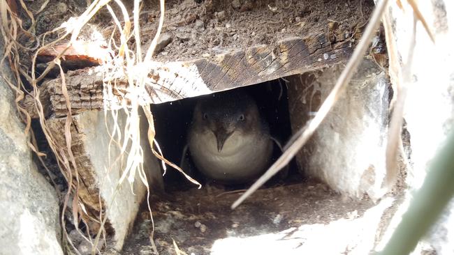 A little penguin at Granite Island, taken during the 2018 census. Picture: Maddie Turley